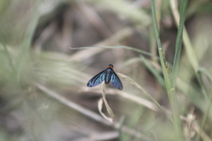 Cyananthrax cyanopterus