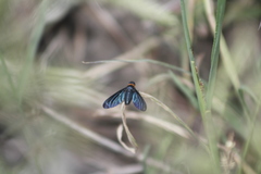 Cyananthrax cyanopterus