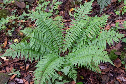 Dryopteris dickinsii iNat (1)