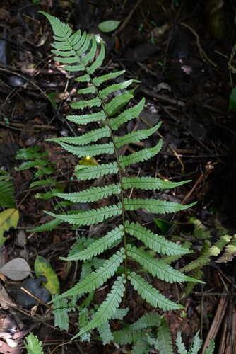 Dryopteris decipiens iNat (3)