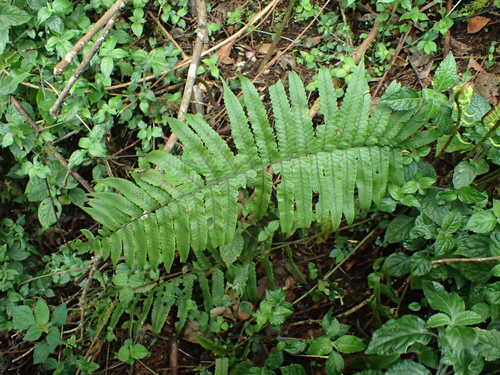 Dryopteris dickinsii iNat (2)