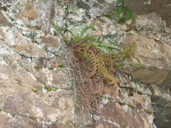 Dryopteris fragrans image