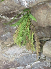 Dryopteris fragrans image