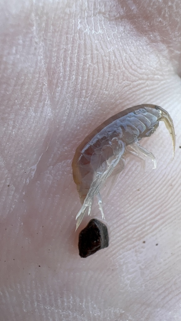 Gammarus Fish Gammarus from Saint Louis River, Carlton, MN, US on October 11, 2025 at ...