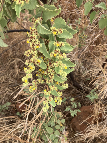 Waltheria ovata, photograph 4