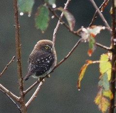 Glaucidium nana