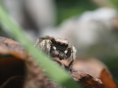 Habronattus