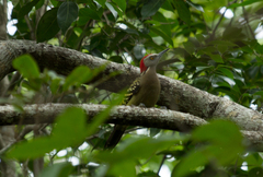 Melanerpes striatus