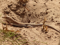 Acanthodactylus margaritae