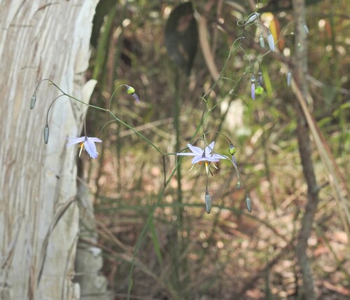 northern vanilla lily (Dianella rara)
