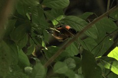 Microrhopias quixensis