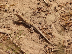Acanthodactylus margaritae