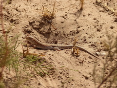 Acanthodactylus margaritae