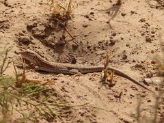 Acanthodactylus margaritae