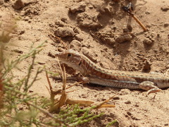 Acanthodactylus margaritae