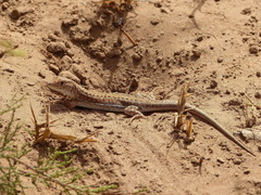 Acanthodactylus margaritae