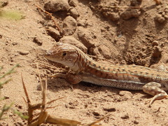 Acanthodactylus margaritae