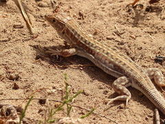 Acanthodactylus margaritae