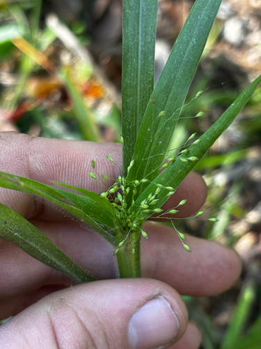 Gattinger's panic grass (Panicum gattingeri)