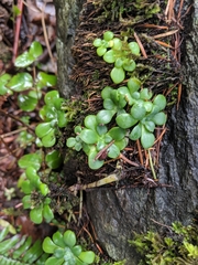 Sedum spathulifolium