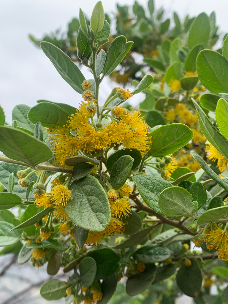 Azara dentata
