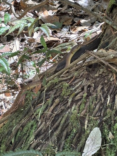 Brown Tree Snake sighting