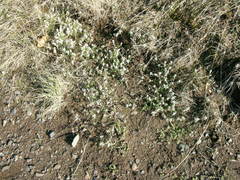 Polygonum spergulariiforme