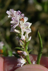 Polygonum spergulariiforme