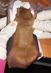 Lasiurus intermedius