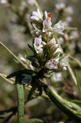 Polygonum spergulariiforme