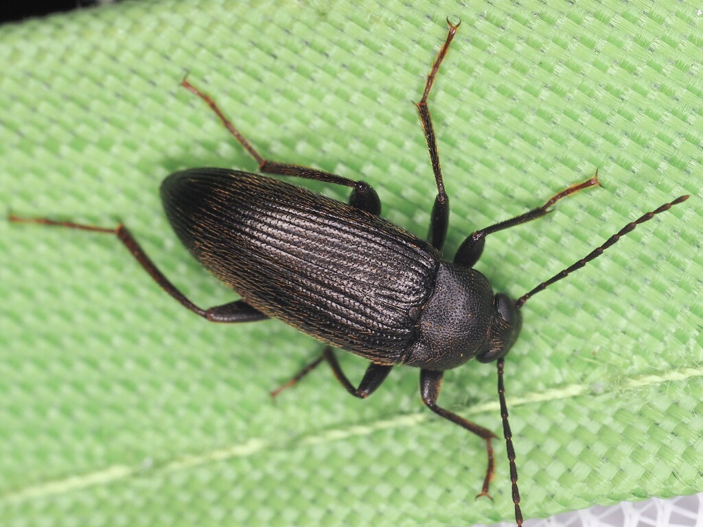 Lobopoda opacicollis