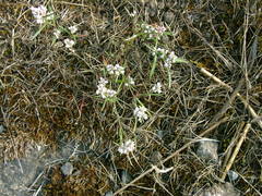 Polygonum spergulariiforme