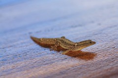 Sphaerodactylus glaucus