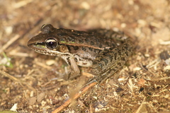 Lithobates brownorum