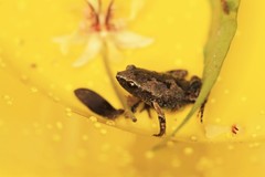 Gastrophryne elegans