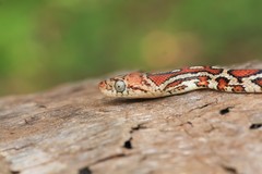 Pseudelaphe flavirufa