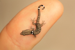 Sphaerodactylus glaucus