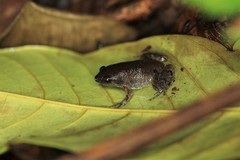 Gastrophryne elegans