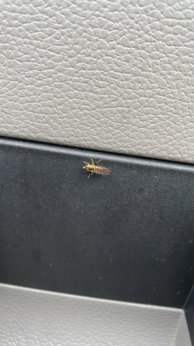 Unknown species found near Lake Rd, Stoddard, WI, US