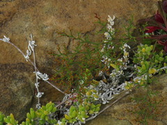 Drosanthemum candens