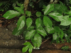 Platymiscium pinnatum