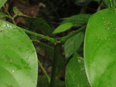 Platymiscium pinnatum