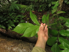 Platymiscium pinnatum