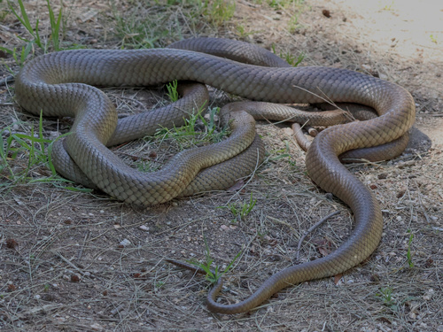 Eastern Brown Snake sighting