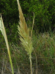 Capeochloa cincta