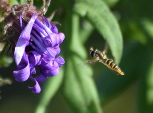 Unknown species found near Centerville, OH, USA