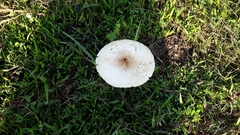 Fungi