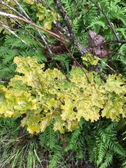 Lobaria pulmonaria