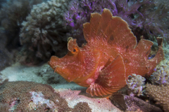Rhinopias eschmeyeri