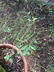 Euphorbia graminea